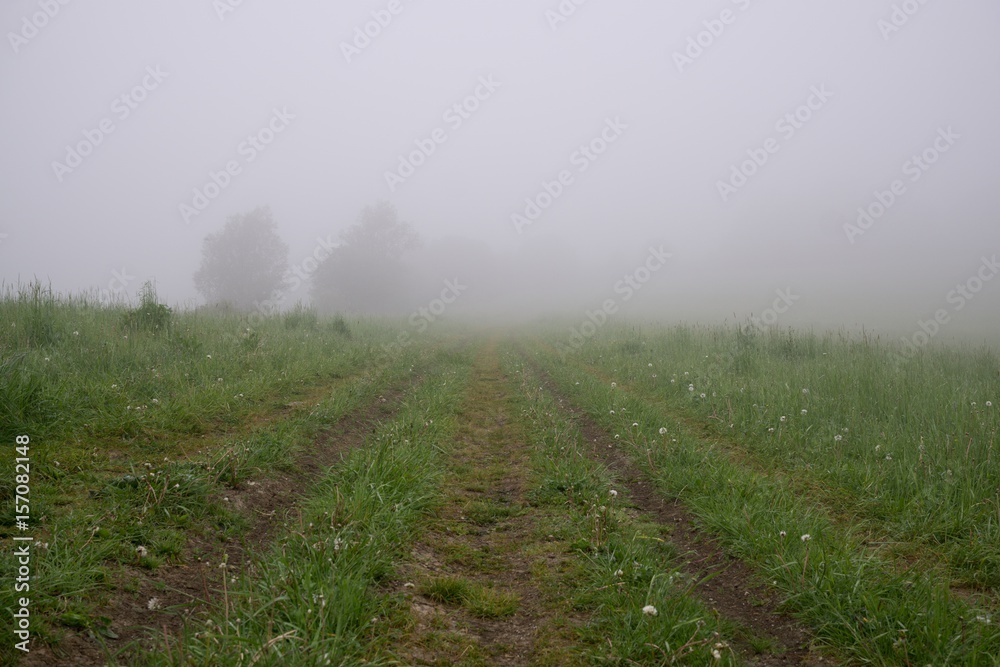 Tree in the fog over the meadow with view. Slovakia Tree in the fog over the meadow with view. Slovakia