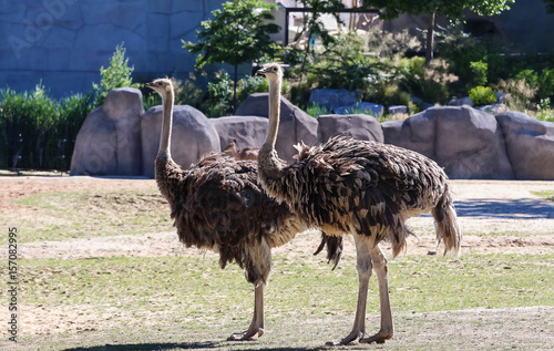 Portrait of the couple ostrich in natural park photo