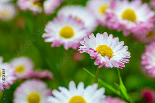 Beautiful pink flower with yellow stamens on a green background