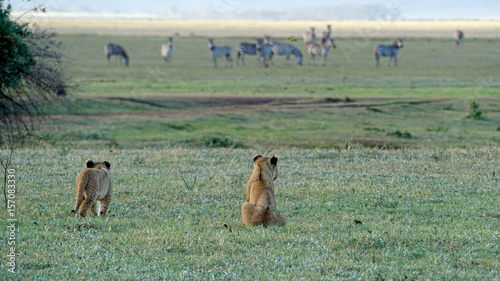 Lions of Ngorongoro Crater, Tanzania