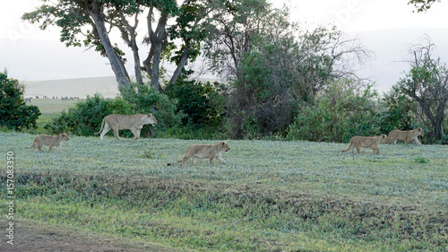 Lions of Ngorongoro Crater, Tanzania
