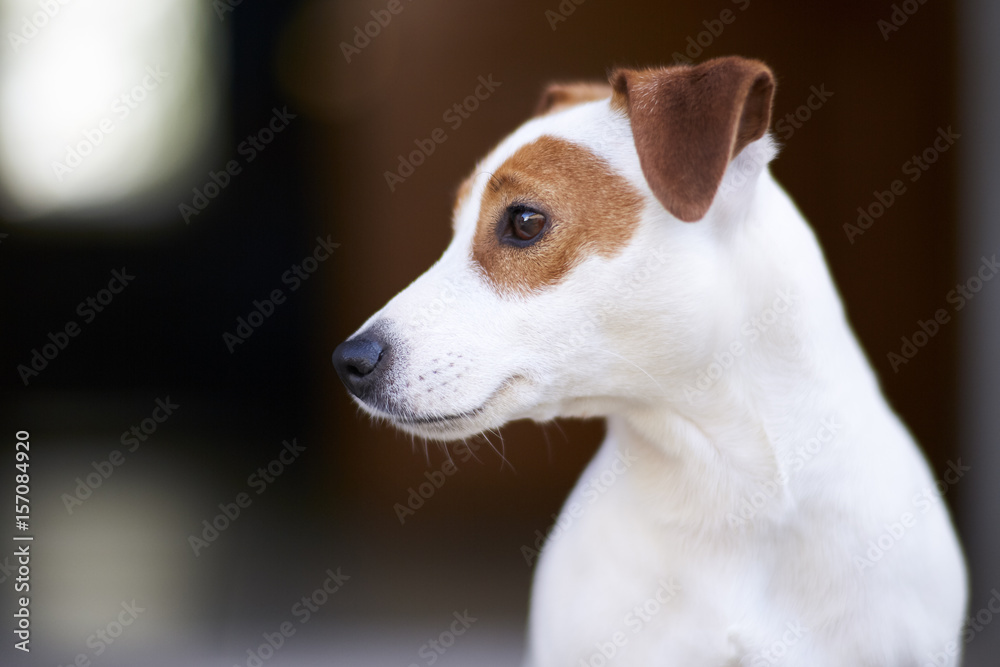 Dog Jack Russell Terrier is a very lively cheerful and good-natured breed. Dog Jack Russell Terrier is a very lively cheerful and good-natured breed.