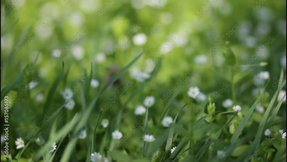 The wind sways the grass and flowers in the spring The wind sways the grass and flowers in the spring