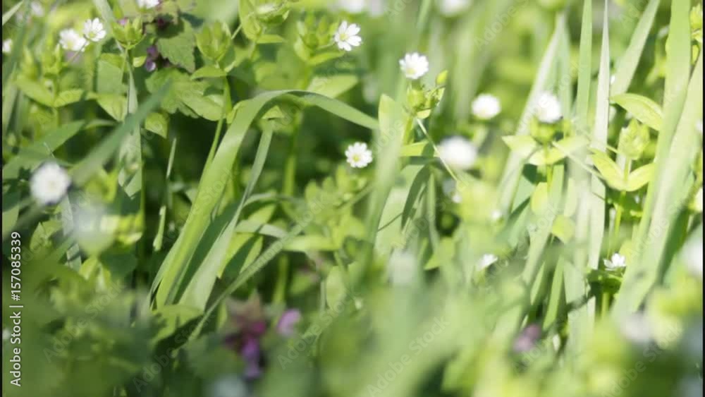 The wind sways the grass and flowers in the spring The wind sways the grass and flowers in the spring