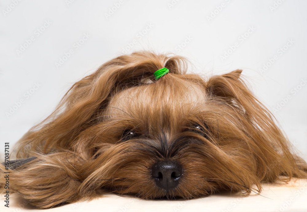 Naklejka premium Female Yorkshire Terrier dog