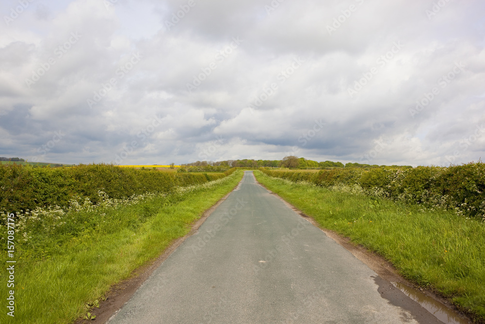 Naklejka premium country road and hedgerows