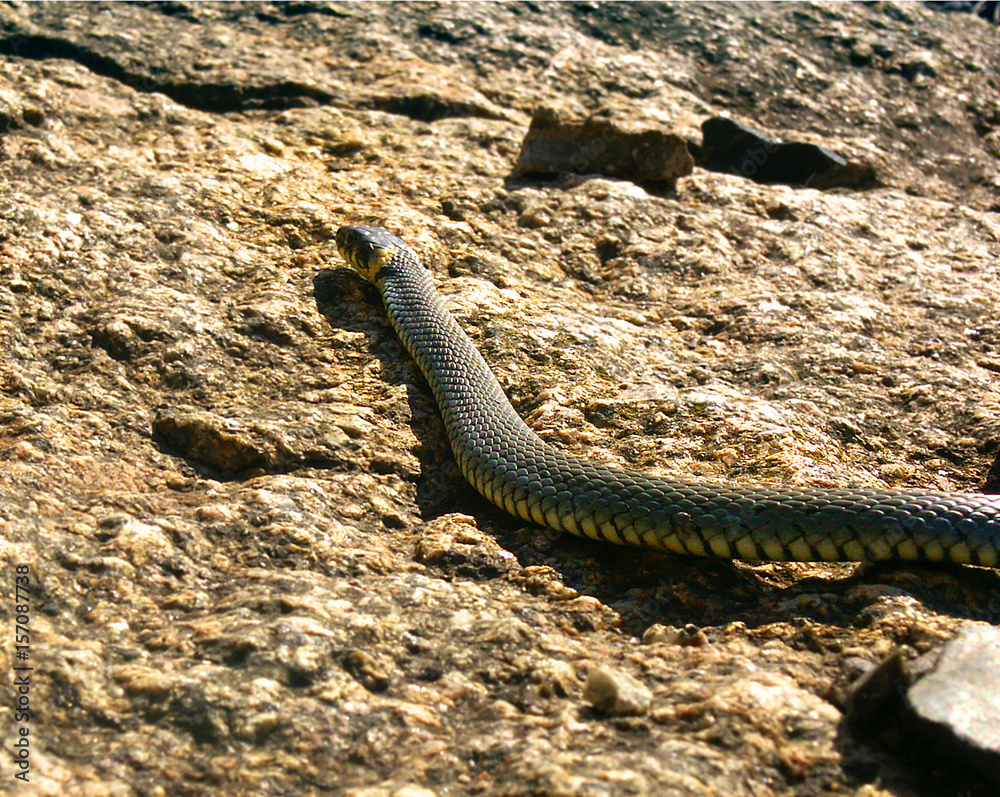Obraz premium grass snake on rock 1