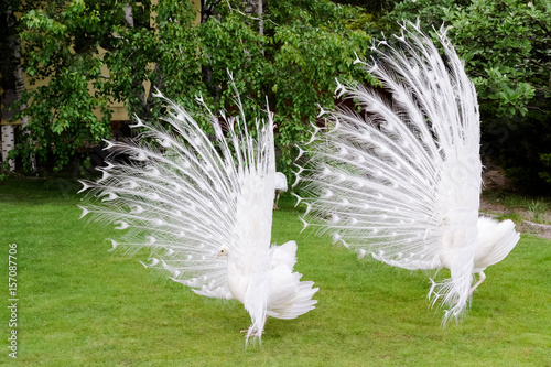 Male white peacocks are spread tail-feathers VI