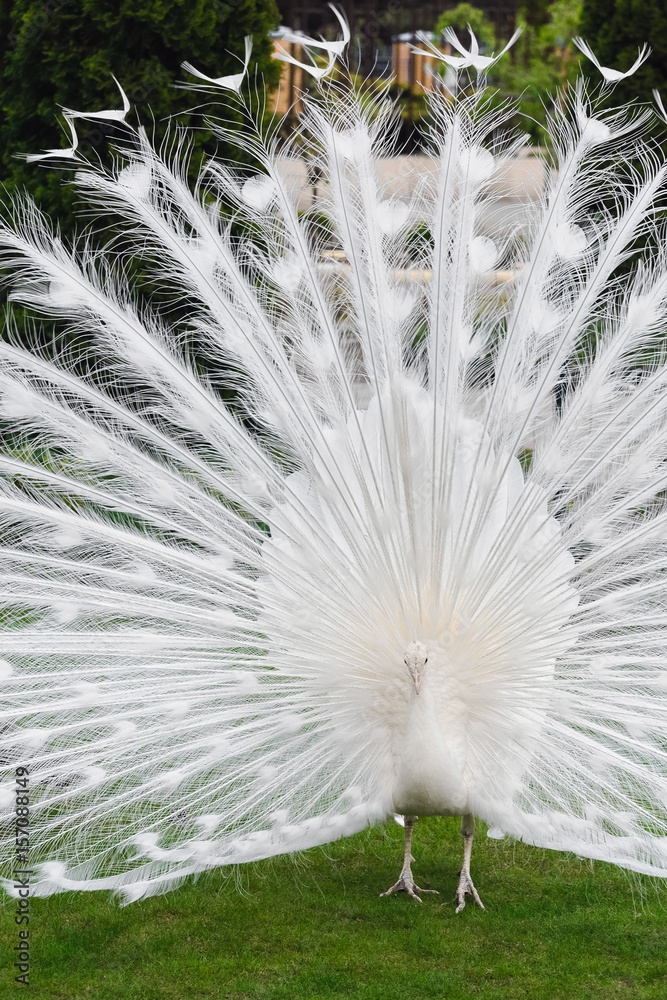Obraz premium Male white peacocks are spread tail-feathers XXII