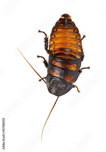 Cockroach Madagascar hissing isolated on white background photo