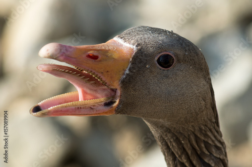 Inside Of A Goose Mouth