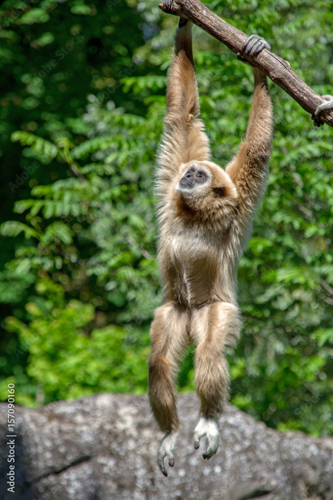 Fototapeta premium gibbon