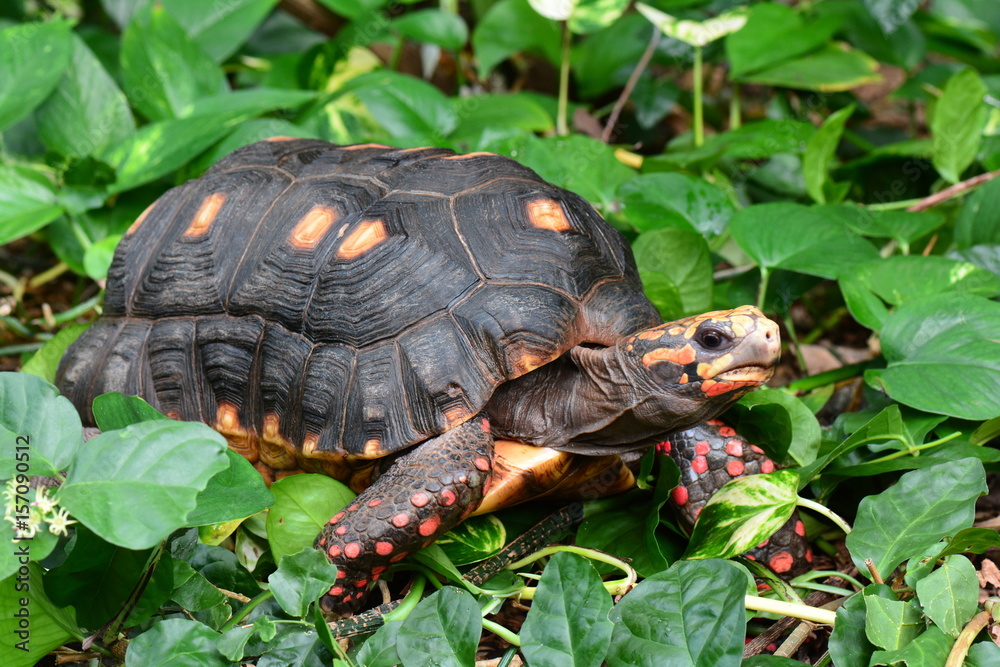 Naklejka premium Red footed turtle portrait