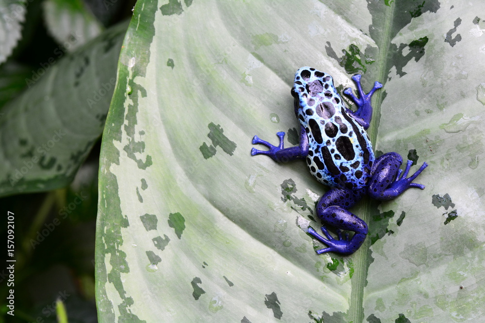 Obraz premium Poison dart frog on a plant leaf