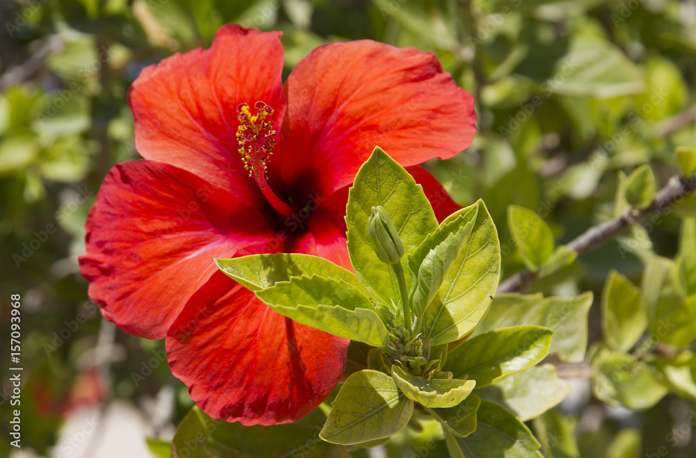 Red hibiscus flower. Exotic flowers in Africa Red hibiscus flower. Exotic flowers in Africa