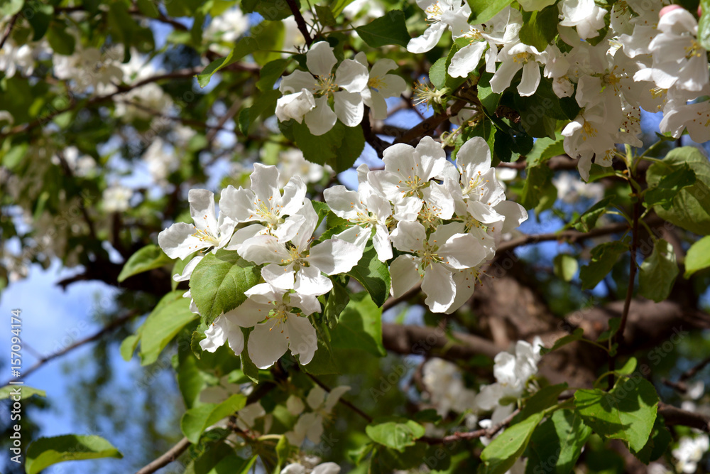 Blooming apple tree in sunny spring day. Beautiful white flowers. Blooming apple tree in sunny spring day. Beautiful white flowers.