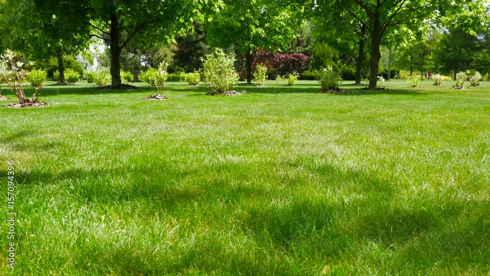 Green grass glade with trees at sunny day Green grass glade with trees at sunny day