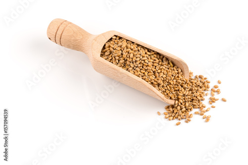 Wheat grain in scoop