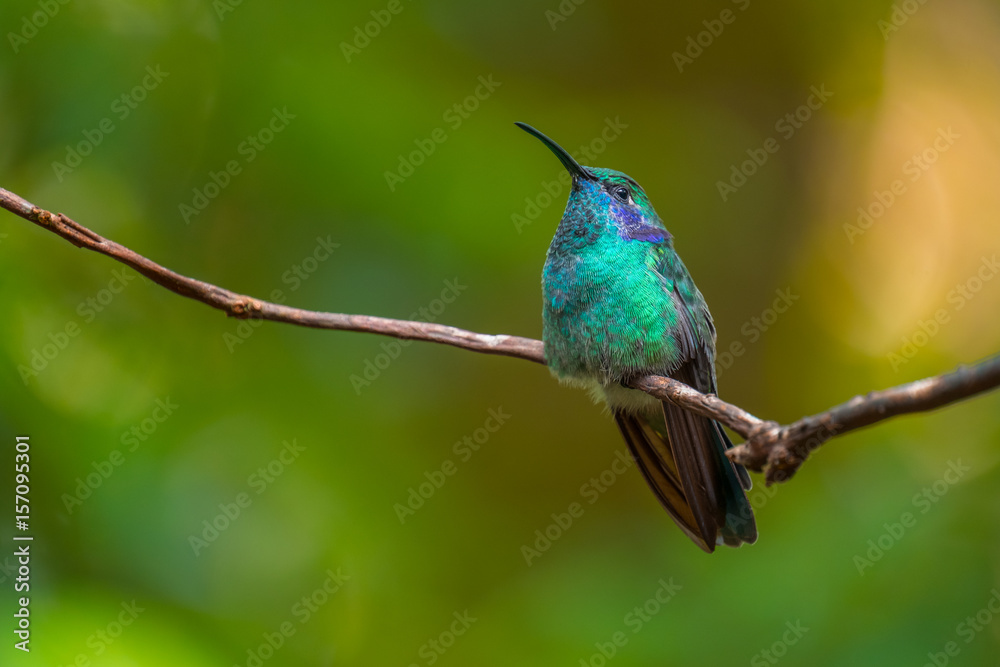Lesser violetear hummingbird sits on branch. Costa Rica. Colibri cyanotus