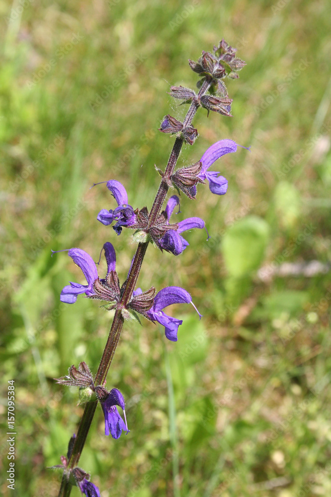 Salvia dei prati. Pianta comune dai fiori viola. Salvia pratensis Salvia dei prati. Pianta comune dai fiori viola. Salvia pratensis