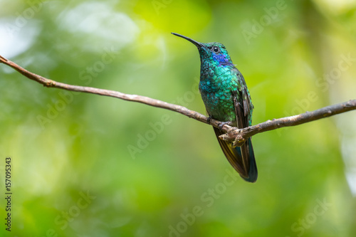Lesser violetear (Colibri cyanotus) hummingbird sits on branch. Costa Rica