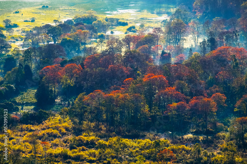 Colorful forest in a fog at early morning