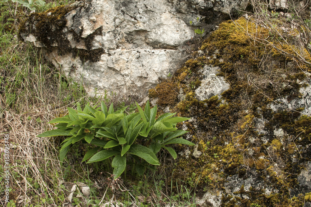Nature detail with mountain rock with moss and lichen closeup as natural background