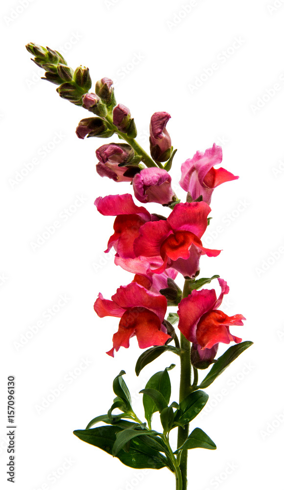 Fototapeta premium snapdragon flower isolated