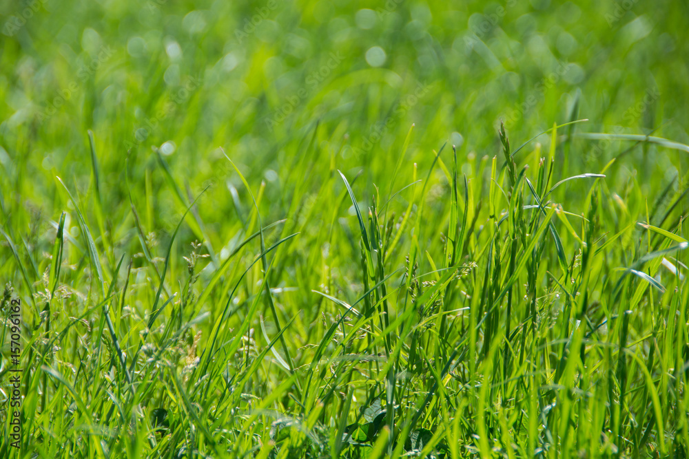Grass texture