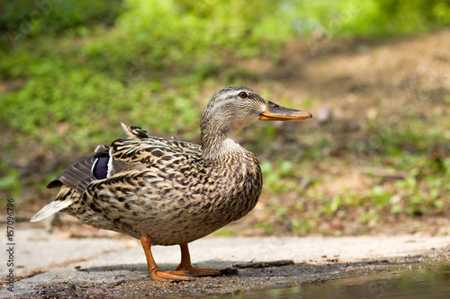 Young wild duck in the park