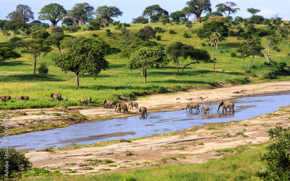 Fototapeta premium Elephants crossing the river in Serengeti National Park, Tanzania, Africa