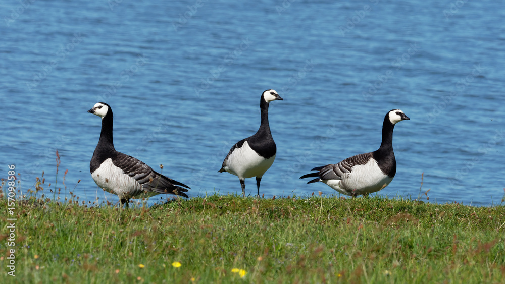 Barnacle Goose - Branta leucopsis Barnacle Goose - Branta leucopsis