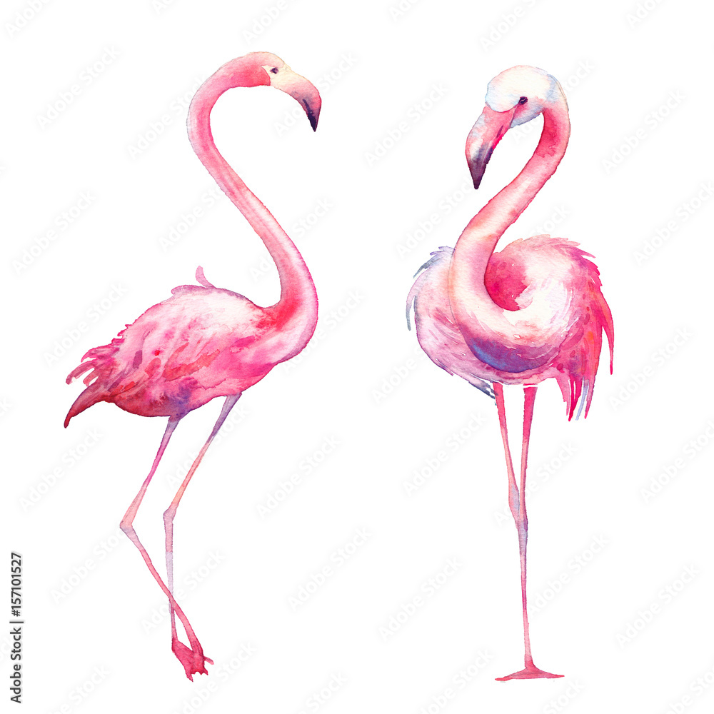 Obraz premium Watercolor flamingo set. Hand painted bright exotic birds isolated on white background. Wild life illustration