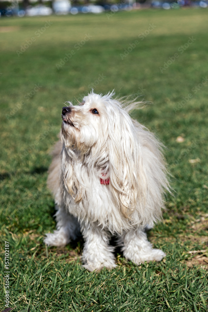 Toy Poodle Dog Portrait in the Park