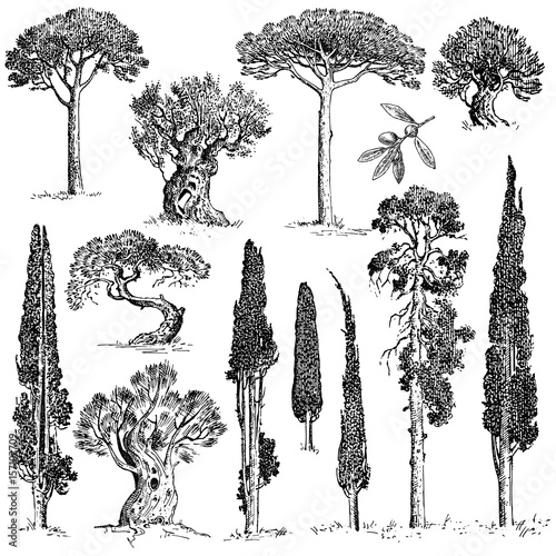 big set of engraved, hand drawn trees include pine, olive and cypress, fir tree forest isolated object