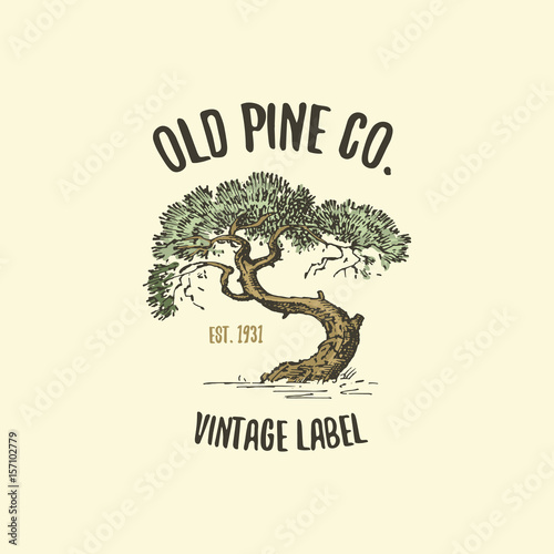 pine tree logo engraved or hand drawn, isolated old looking emblem for ecology, camping or food branding