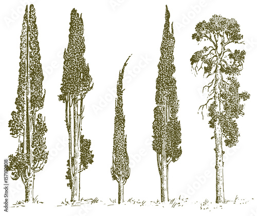 set of hand drawn trees italian cypress and pine isolated vector illustration, engraved symbols of south, evergreen