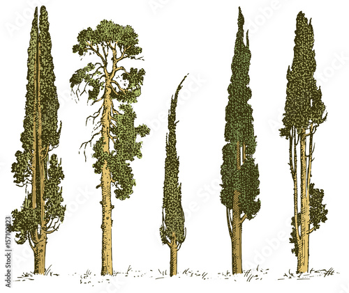 set of hand drawn trees italian cypress and pine isolated vector illustration, engraved symbols of south, evergreen