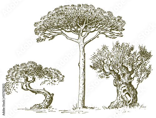 set of hand drawn trees italian cypress and stone pine , pinea, olive isolated vector illustration, engraved symbols of south, evergreen