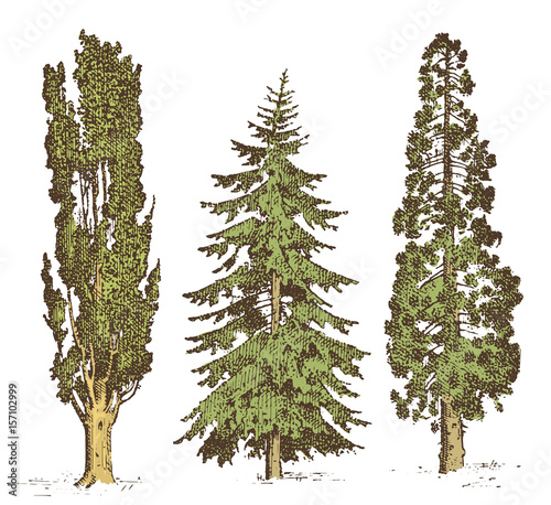 set of hand drawn trees italian cypress and stone pine , pinea, isolated vector illustration, engraved symbols of south, evergreen