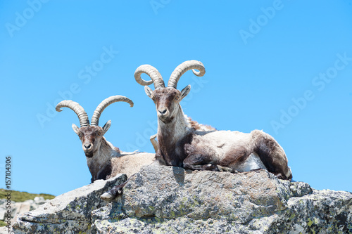 Cabra montesa en la sierra de Gredos photo