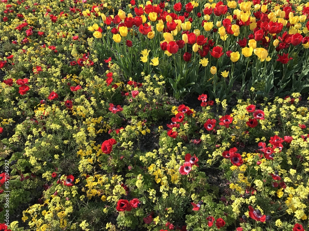 Small tiny yellow and red flowerbed background