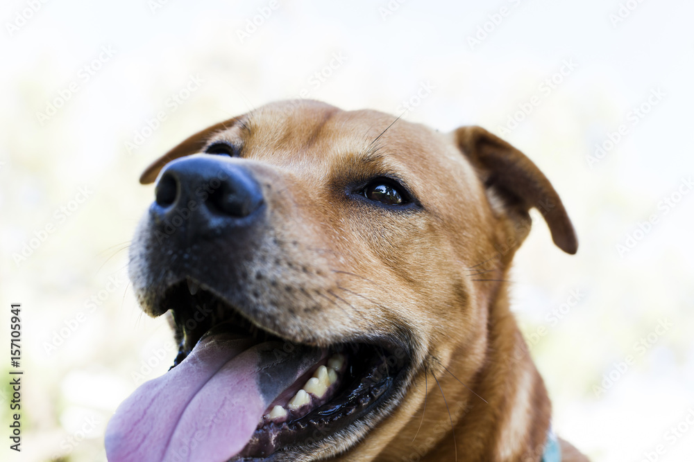 Smiling Dog in Park