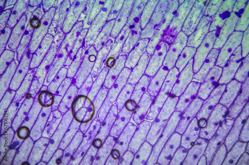 Organic section under microscope. Colorful microscopic texture, background, pattern.