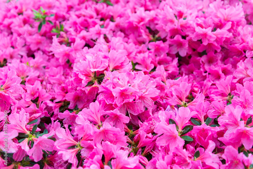 rhododendron flower, pink flower full background rhododendron flower, pink flower full background