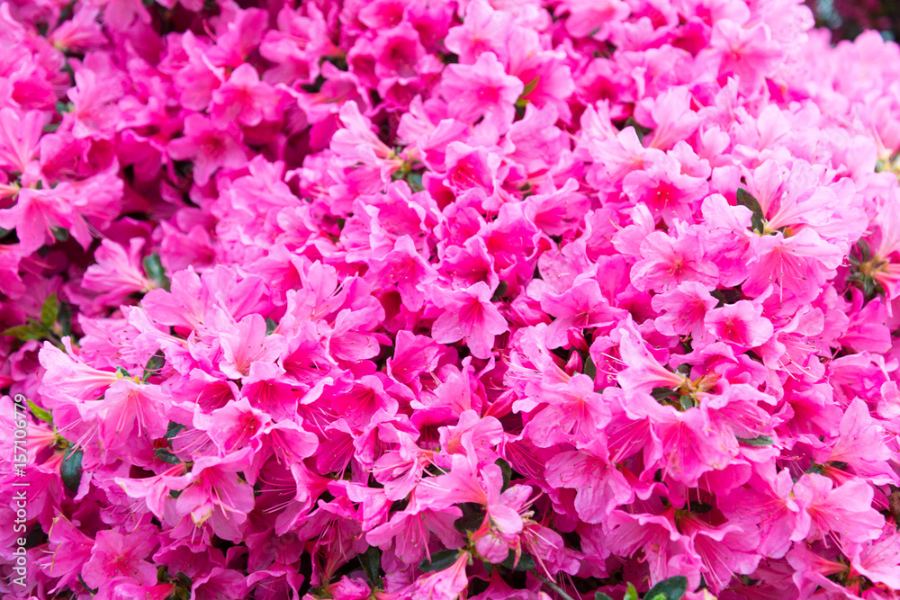 rhododendron flower, pink flower full background