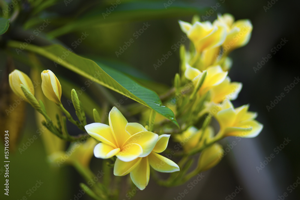 Fototapeta premium flor