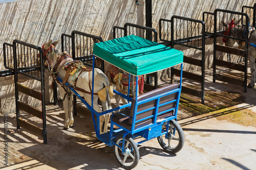 Resting donkey harnessed to the cart resting