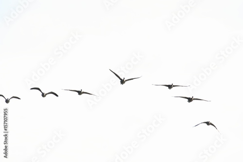 Flying Geese © Bonnie