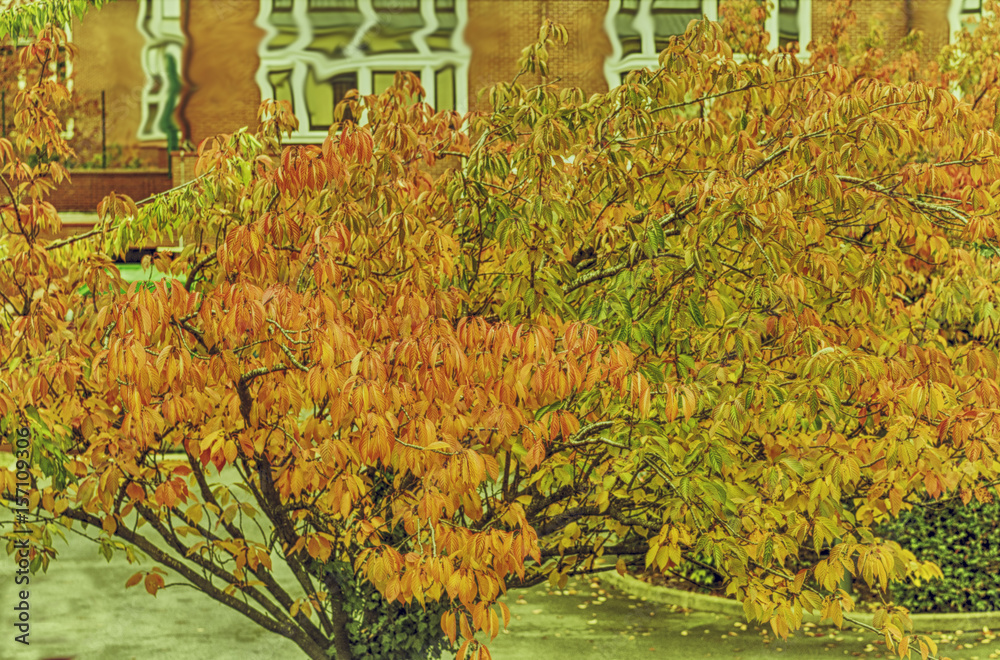 Fototapeta premium Autumn Tree in Paris